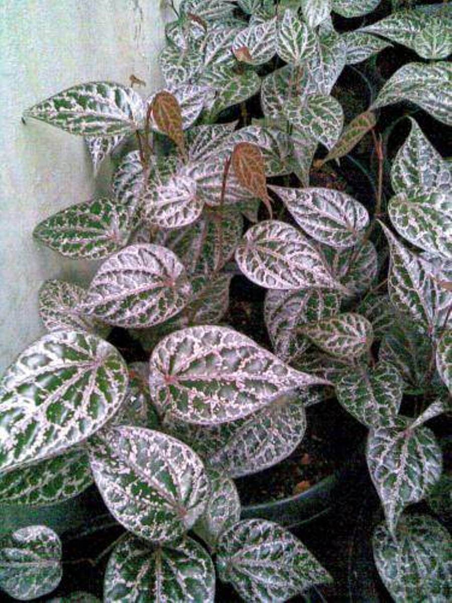 sirih merah