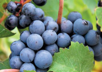 manfaat buah anggur bagi kecantikan